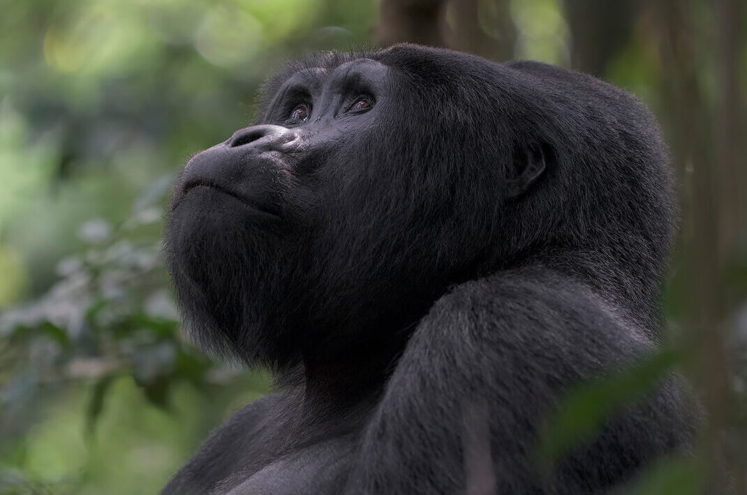 Il gorilla Mukiza, silverback dell'Impenetrable Forest in Uganda.