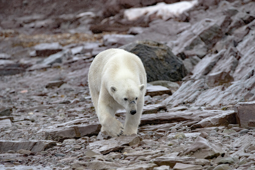 orso polare svalbard
