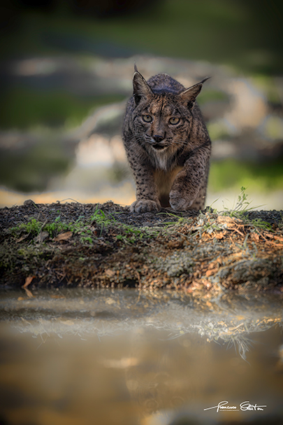 lince pardina