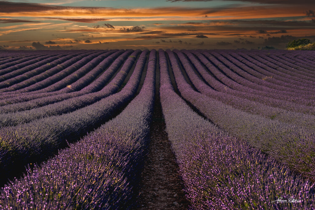 Valensole campi di lavanda Angelvin