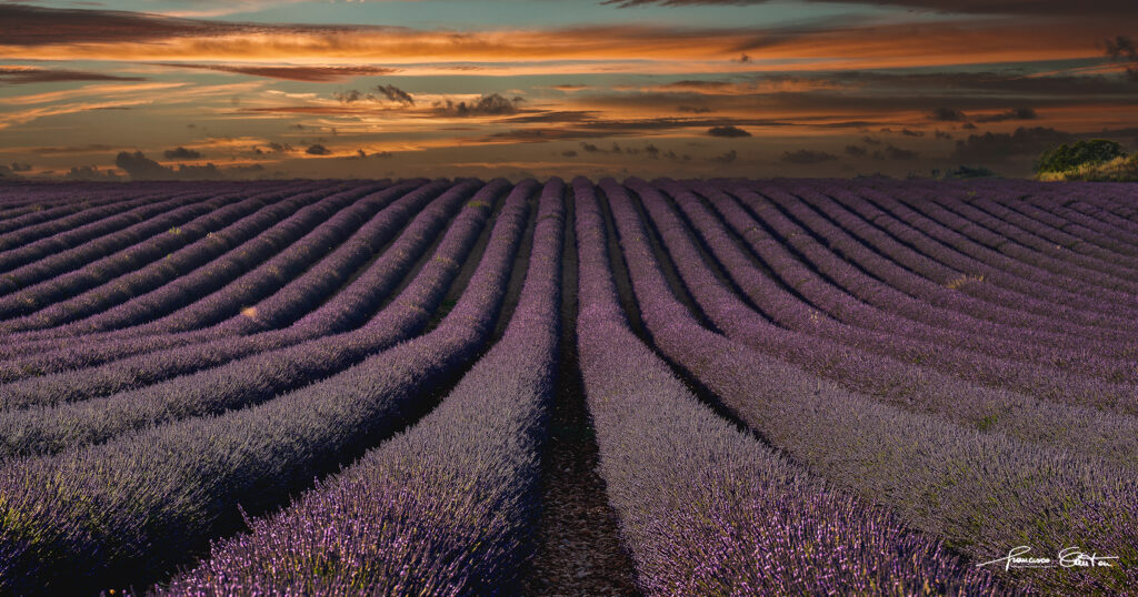campo lavanda Angelvin Valensole Tramonto