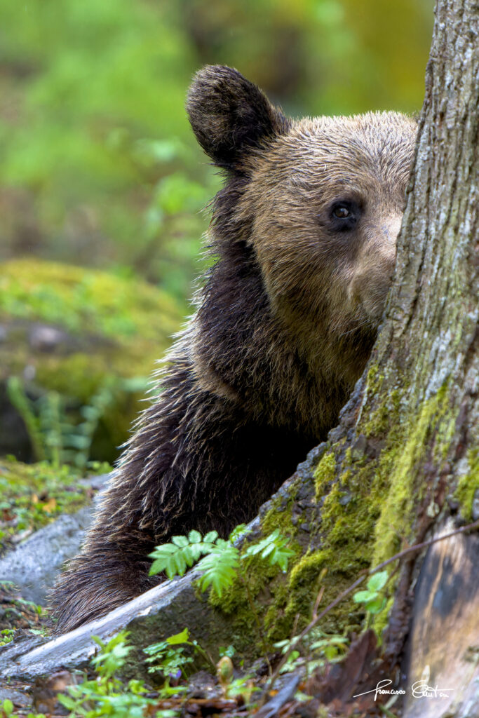 orso bruno europeo nascondino transilvania romania