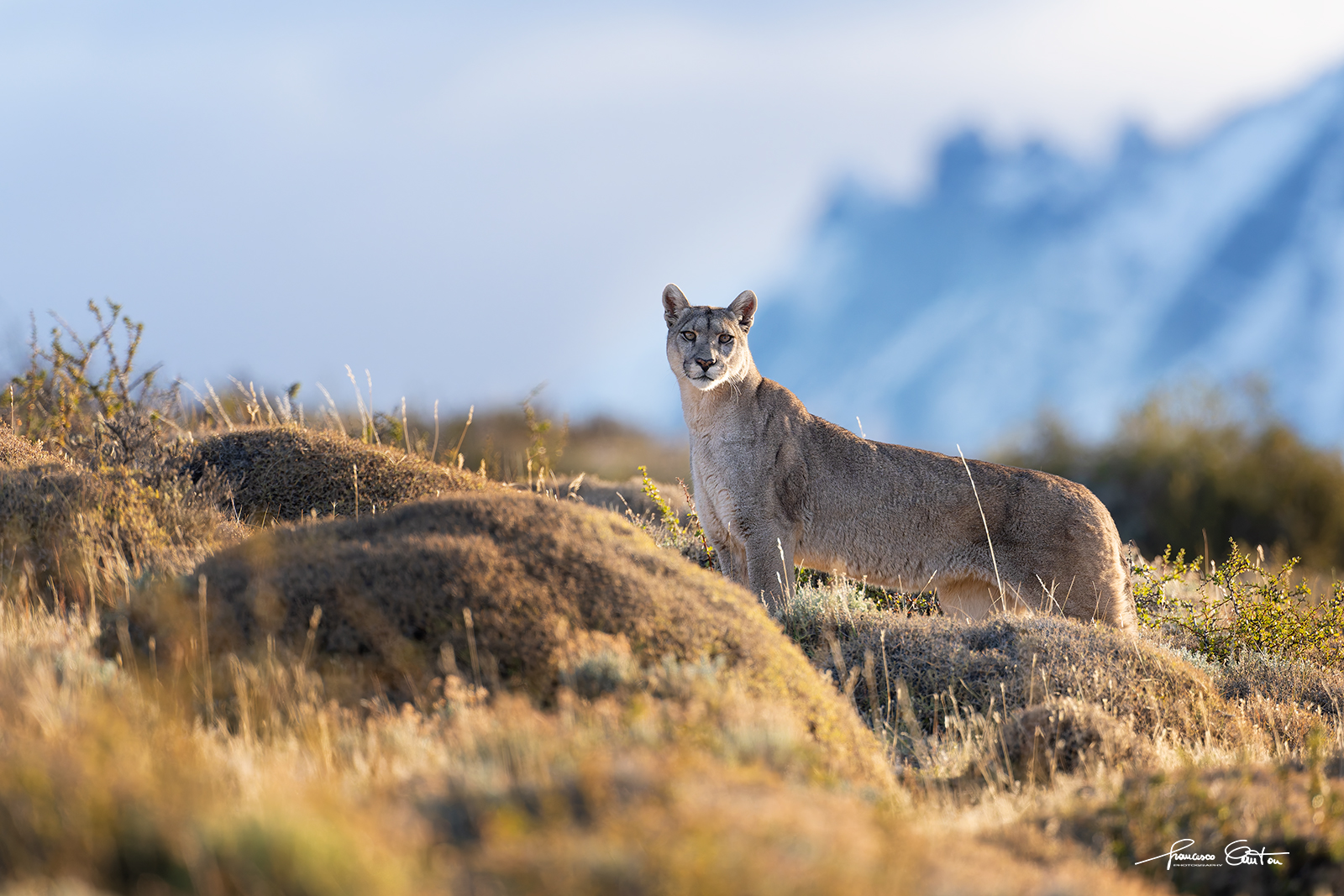alla ricerca del Puma in Patagonia
